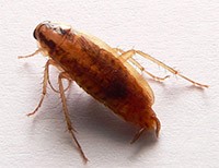 Cockroach Control