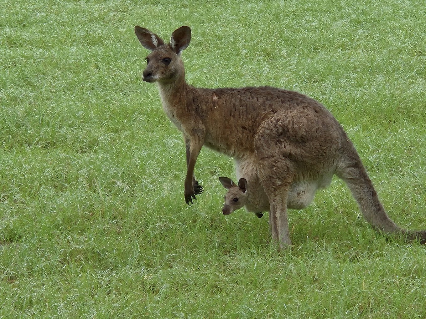Native kangaroo in natural habitat - protected by Natraspray's eco-friendly pest control