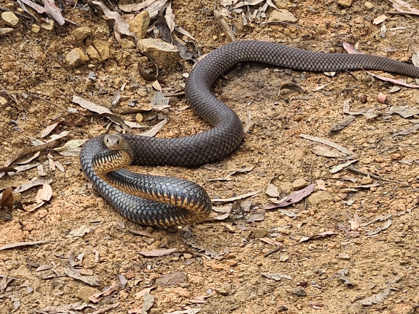 Native snake in natural environment - safe from harmful chemicals with Natraspray