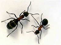 Ant Control