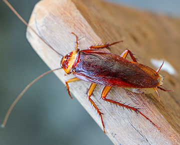 Cockroach infestation requiring treatment