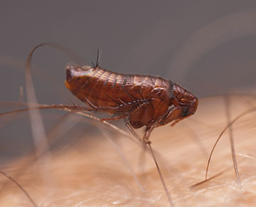 Flea Control