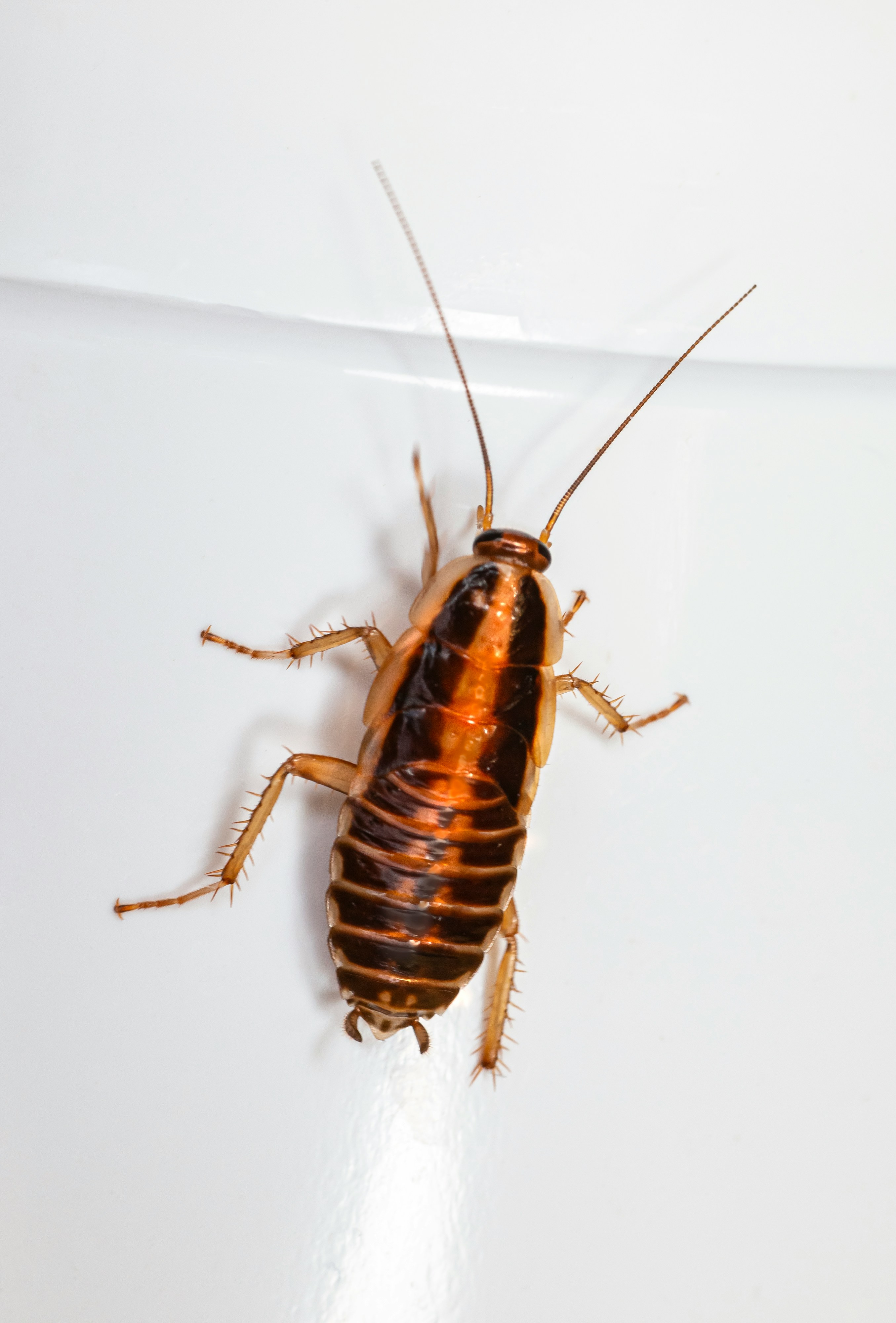 Professional cockroach pest control treatment Sunshine Coast