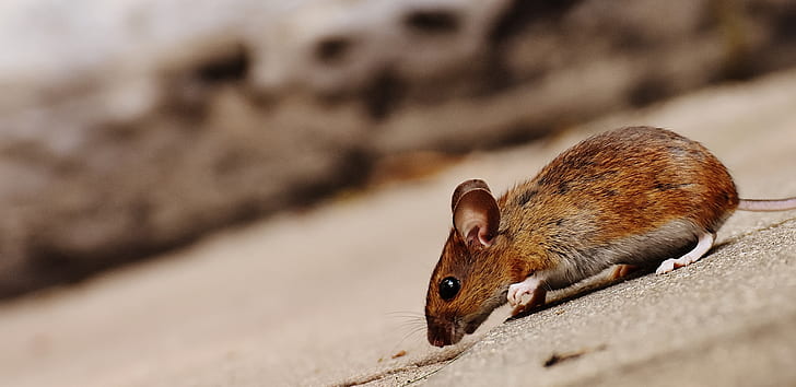 Mouse Treatment