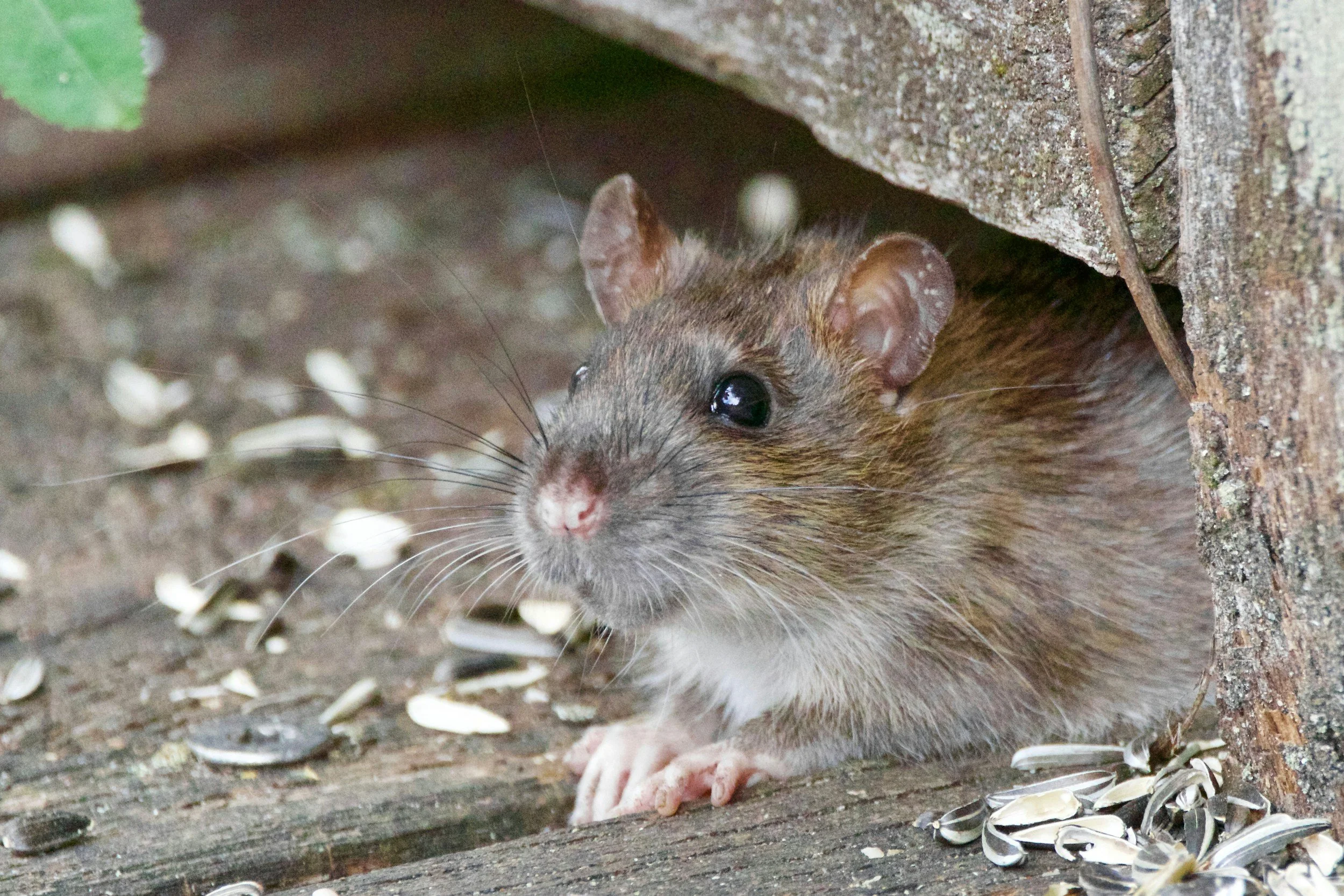 Rat Treatment