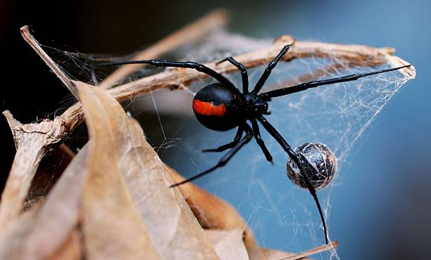 sunshine coast Redback Spider Treatment