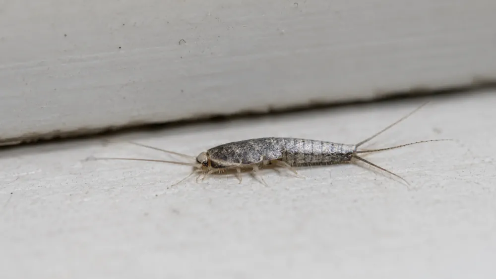 Silverfish Treatment on the Sunshine Coast