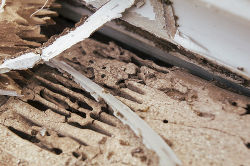 Termite Damage